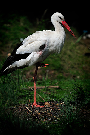 Twycross Zoo_20080507_60_.jpg
