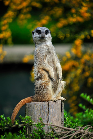 Twycross Zoo_20080507_284_.jpg