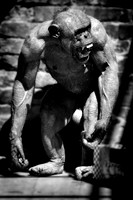 Twycross Zoo_20080507_14_.jpg