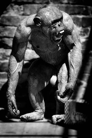 Twycross Zoo_20080507_14_.jpg