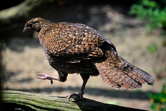 Twycross Zoo_20080507_39_.jpg