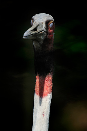 Twycross Zoo_20080507_214_.jpg