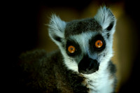 Twycross Zoo_20080507_294_.jpg