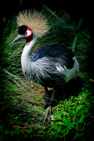 Twycross Zoo_20080507_59_.jpg