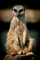 Twycross Zoo_20080507_291_.jpg