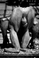 Twycross Zoo_20080507_29_.jpg