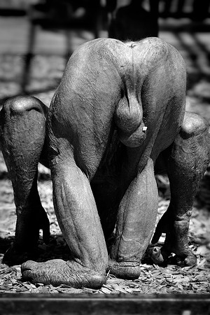 Twycross Zoo_20080507_29_.jpg