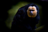 Twycross Zoo_20080507_107_hdri1.jpg