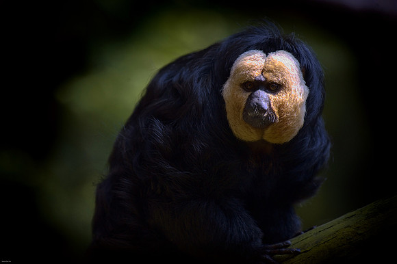 Twycross Zoo_20080507_107_hdri1.jpg
