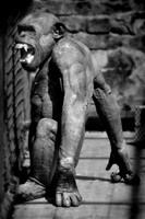 Twycross Zoo_20080507_18_.jpg