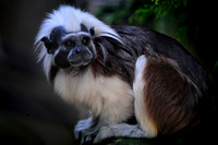 Twycross Zoo_20080507_95_.jpg