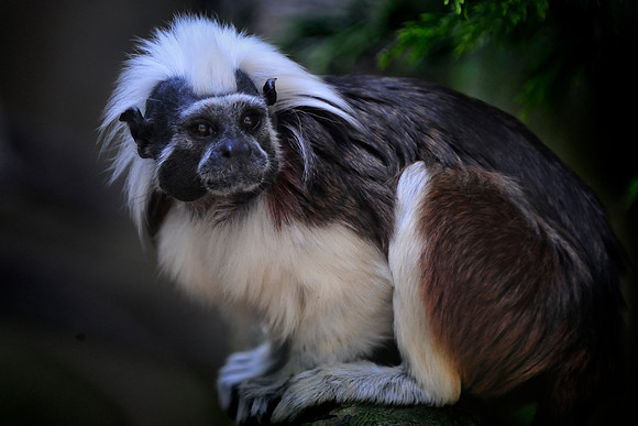 Twycross Zoo_20080507_95_.jpg