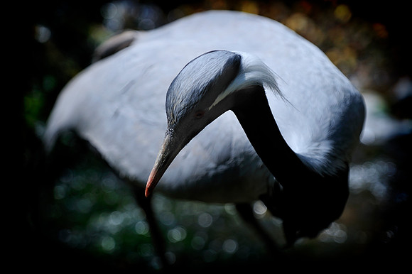 Twycross Zoo_20080507_42_.jpg