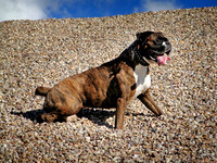 Nala climbing a shingle bank March 2003.jpg