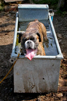 Nala in a water trough June 2002.jpg
