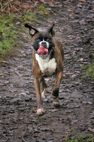 Nala on a walk December 2001.jpg