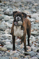 Nala on a pebble beach May 2002, Cornwall.jpg