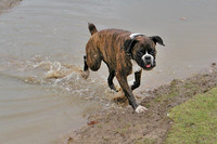 Nala fording a stream February 2002.jpg