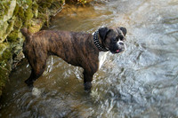 Nala in the stream March 2003.jpg