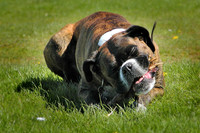 Nala Stick Chewin' May 2003.jpg