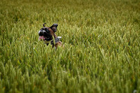 Jumping in the corn July 2002.jpg