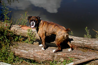 Standing on a log by a lake 21st July 2002.jpg