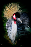 Twycross Zoo_20080507_56_.jpg