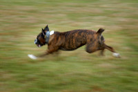 Nala running on the slough December 2003.jpg