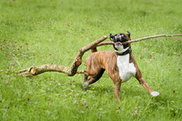 Nala with a big stick June 2002.jpg