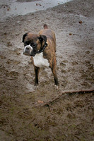 Nala playing in the Mud February 2002.jpg