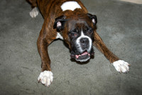 Nala barking October 2003.jpg