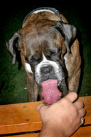 Nala in her drinking days August 2003.jpg