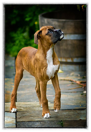 Brewster June 12 2012-1b