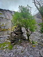 Dinorwic Quarry July 2026-10