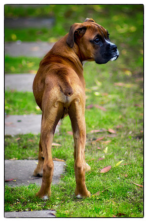 Brewster June 12 2012-2b