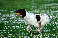 Longford park 5th May 2013-40