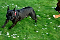 Longford park 5th May 2013-47