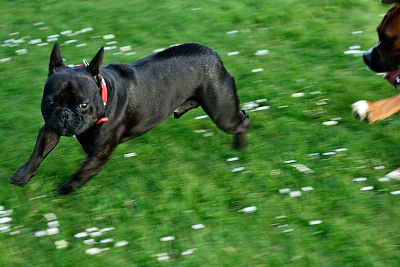 Longford park 5th May 2013-47