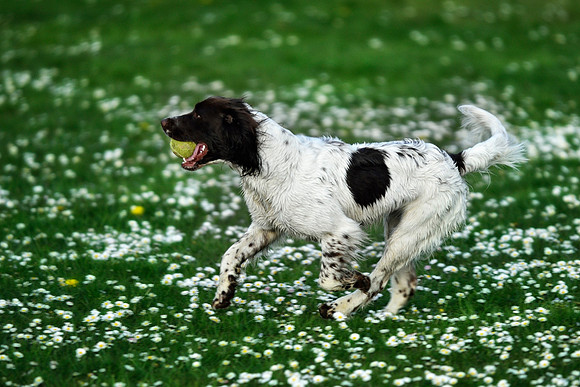 Longford park 5th May 2013-42