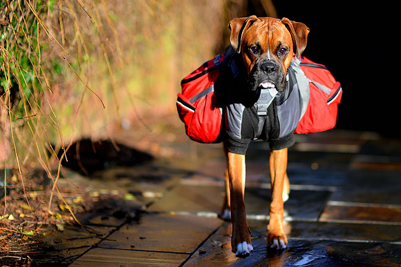 Brewster with his saddlebags End Nov 2012-10
