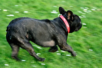 Longford park 5th May 2013-45