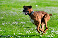 Longford Park May 2013