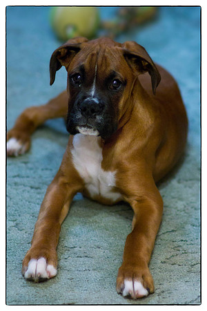 Brewster June 2012-12