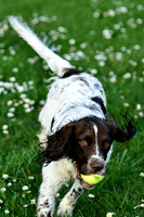 Longford park 5th May 2013-37
