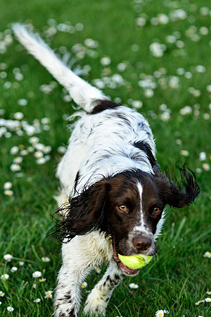 Longford park 5th May 2013-37