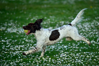 Longford park 5th May 2013-41