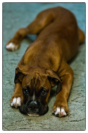 Brewster June 2012-10