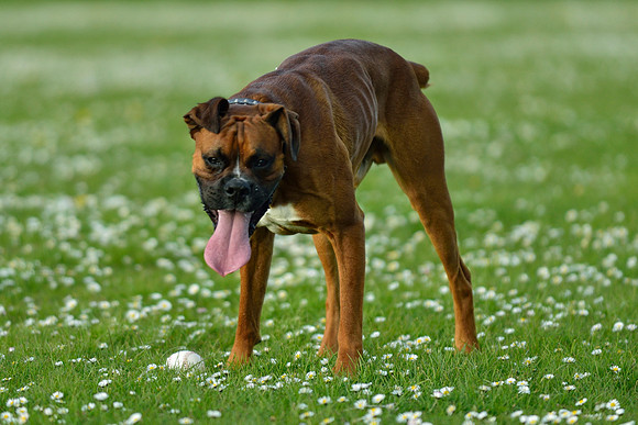 Longford park 5th May 2013-13