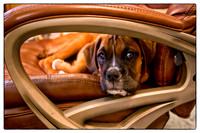 Brewster Last day of May 2012-2