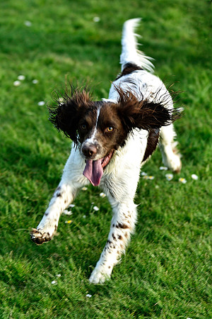 Longford park 5th May 2013-54